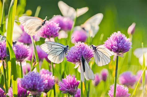 Chives: Planting, Care and Harvesting Guide