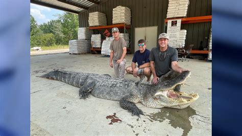 A 802 pound record-breaking alligator was just captured in this state | FOX 35 Orlando