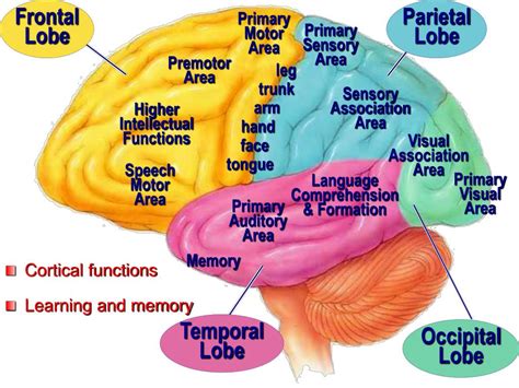 PPT - Cerebral Cortex, Intellectual Functions of the Brain, Learning and Memory PowerPoint ...