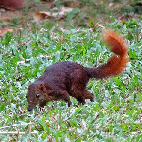 Common Treeshrew, Tupaia glis | Download Scientific Diagram