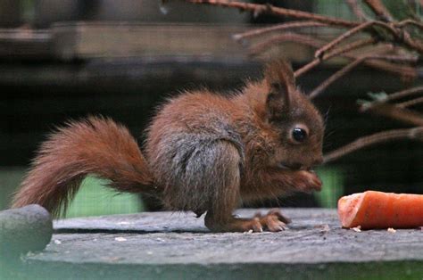 Baby red squirrels at Wildwood can help bring species back from the brink