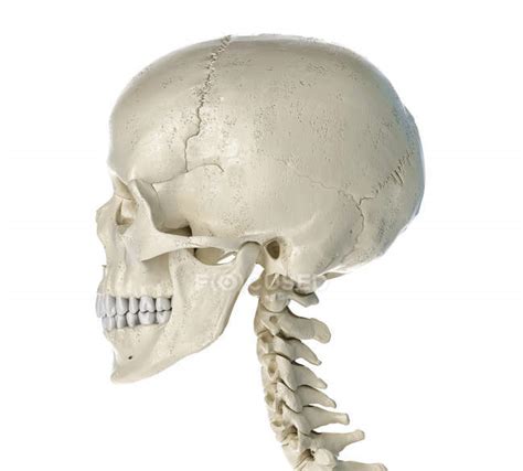 Human skull in side view on white background. — medical, cranium ...