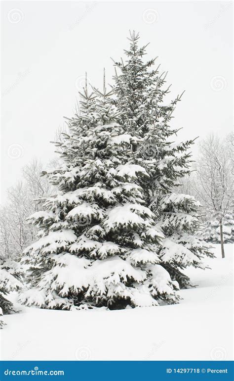 Winter fir trees stock photo. Image of loneliness, trees - 14297718