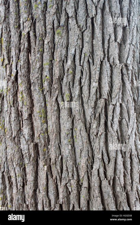 Tree Bark - Cottonwood Stock Photo - Alamy