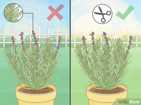 How to Harvest Lavender: 11 Steps (with Pictures) - wikiHow