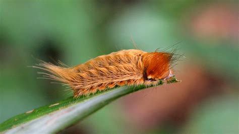 Venomous Puss Caterpillars Have Been Spotted | Mental Floss