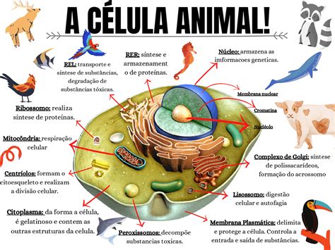 Arriba 32+ imagen mapa mental de la célula animal - Abzlocal.mx