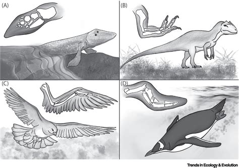 Urban evolutionary ecology brings exaptation back into focus: Trends in Ecology & Evolution