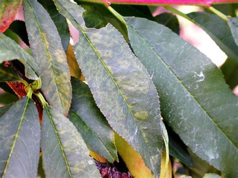 Almond treatments, most common diseases and pests of this fruit tree, Nexles