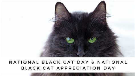 National Black Cat Day & National Black Cat Appreciation Day