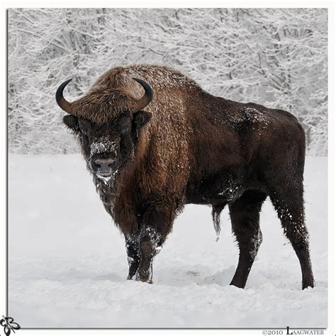 Wisent Huisdier - Vogels