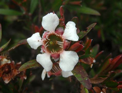 Leptospermum plant1 (Myrtaceae) image 52243 at PhytoImages.siu.edu