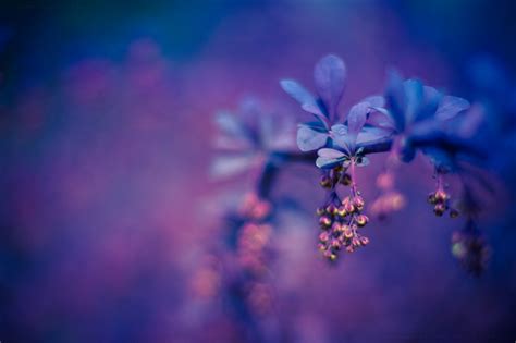 photography, Colorful, Macro, Flowers, Purple Wallpapers HD / Desktop ...