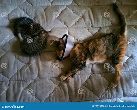 Three Cute Cats Sleeping on the Bed Stock Photo - Image of three, cats: 208798386