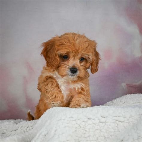 Female F1 Cavapoo Puppy for Sale | ID 2642-RY