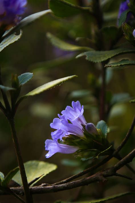 Kurinji Flower | Smithsonian Photo Contest | Smithsonian Magazine