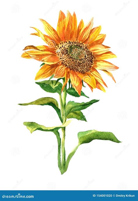 Single Sunflower Or Best Yellow Color Sunflower Royalty-Free Stock Photo | CartoonDealer.com ...