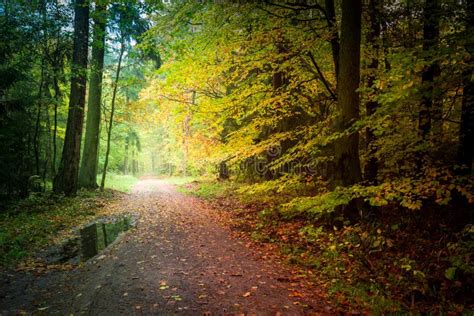 Breathtaking Forest in the Autumn in Poland Stock Photo - Image of dark, leaf: 96937264