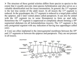 INSECT ABDOMEN:IT’S SEGMENTATION AND APPENDAGES,STRUCTURE,FUNCTION AND MODIFICATION IN DIFFERENT ...