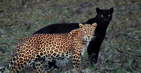 Un photographe animalier patiente pendant 6 jours pour prendre la photo parfaite d’un léopard et ...