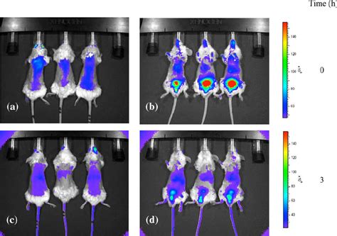 n vivo fluorescence imaging of retro-orbitally injected AF750 PECs ( a... | Download Scientific ...