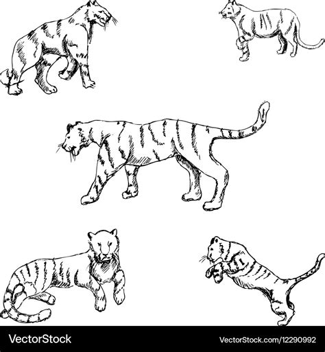 Tigers A sketch by hand Pencil drawing Royalty Free Vector