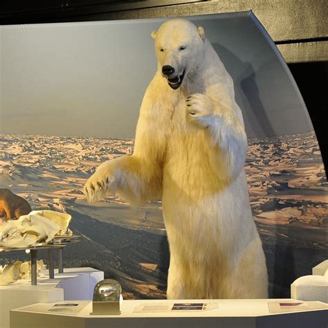 Antelope Valley College Blog: Polar Bears, God, and Evolution