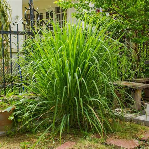 Mosquito Repel Citronella Grass Plant Care - Urban plants - Urban Plants™