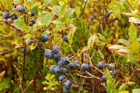 Wild Harvests: The elusive and excellent Dwarf Bilberry