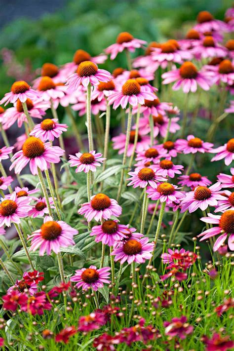 Power Perennials: Plants that Thrive No Matter What | Better Homes & Gardens