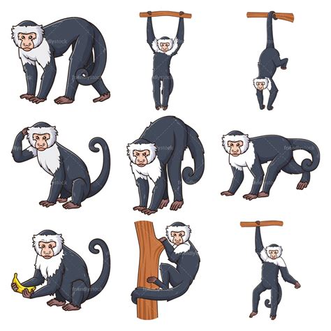 Capuchin Monkey Clipart Vector Collection - FriendlyStock