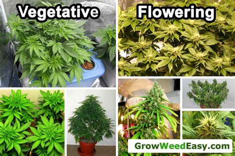 How do I tell when the vegging stage ends? | Grow Weed Easy