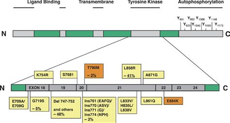 EGFR kinase domain mutations in NSCLC. Structural organization of EGFR... | Download Scientific ...