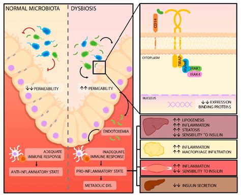 Modification of the intestinal barrier permeability. Dysbiosis, as a ...