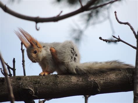 Squirrel Predator Nature - Free photo on Pixabay - Pixabay