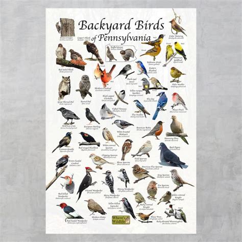 Backyard Birds of Pennsylvania Bird Identification Poster