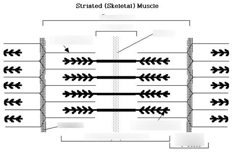 Striated (Skeletal) Muscle Diagram | Quizlet