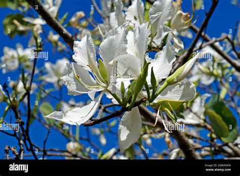 White orchid tree flowers (Bauhinia variegata alba Stock Photo - Alamy