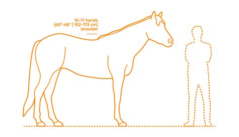 What is the average age of a thoroughbred horse