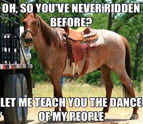 funny horse pictures - Dump A Day