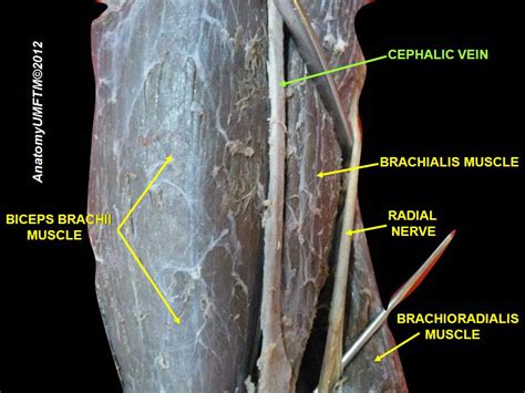 Cephalic vein (Antecubital vein) - Location, Function and Pictures