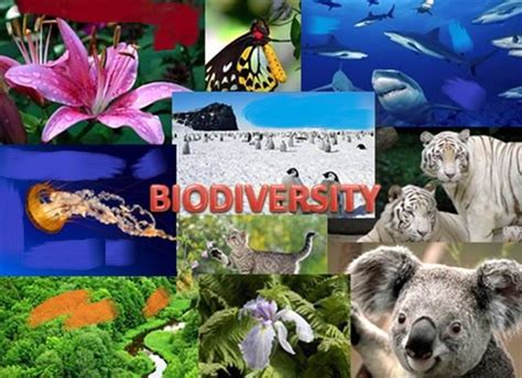 Biodiversity and its Conservation :Types and Conservation Methods