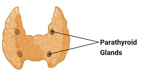 Parathyroid Gland Structure