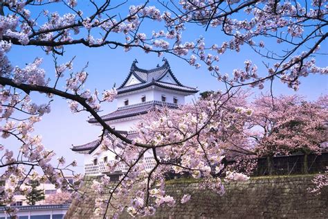 Shibata Castle Happy Hanami 2017 - Blain Harasymiw Photography