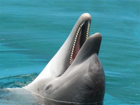 Laughing Dolphin Photograph by Frank Castillo | Fine Art America