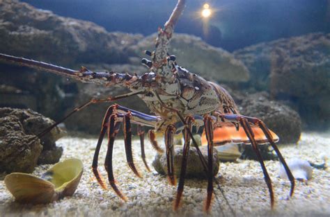 Exhibits at the South Carolina Aquarium | Thousands of SC Animals | Exhibition, South carolina ...