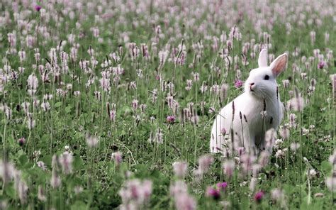 White Rabbit Wallpaper - WallpaperSafari