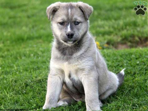 Husky Mastiff Mix Puppies For Sale | PETSIDI