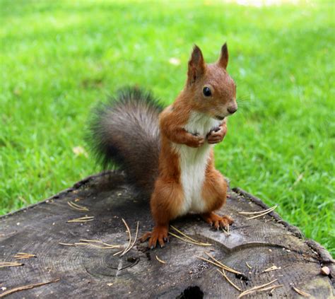 Common forest squirrel in the forest park Royalty-Free Stock Image ...