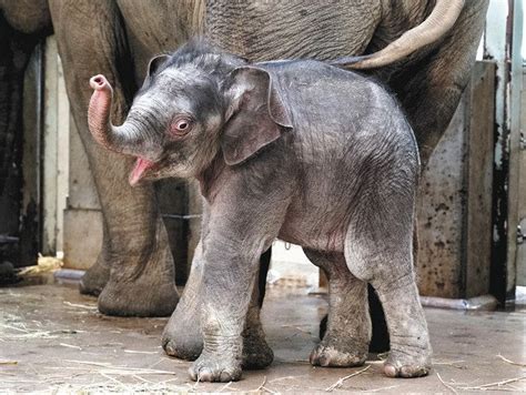 すくすく生後1ヵ月 上野動物園生まれのゾウの子ども、名前を3択で投票受付中：東京新聞デジタル